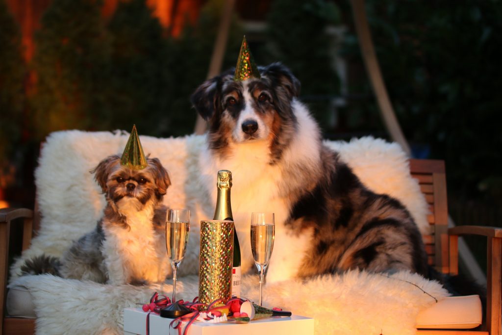 Dogs celebrating New Year's.